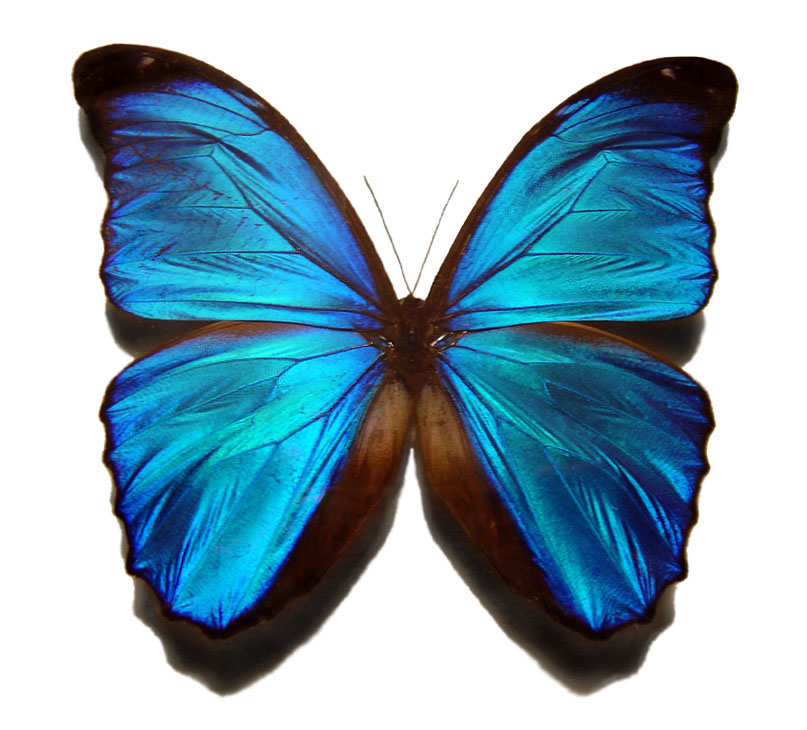 http://i2.photobucket.com/albums/y30/thegoldwingbeetle/exotic%20butterfly/Blue_morpho_butterfly.jpg