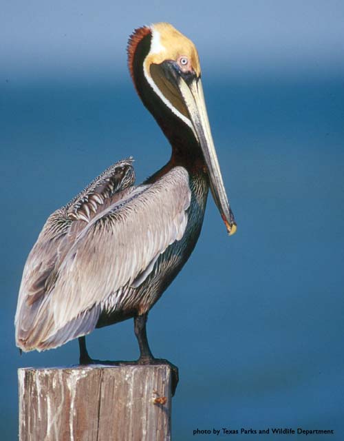 http://www.worldbirdingcenter.org/bird_info/images/brown_pelican390.jpg