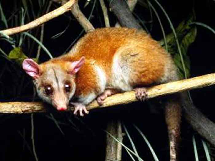 http://consejo.bz/belize/images/animals/omnivores/ca-woolly-opossum.jpg