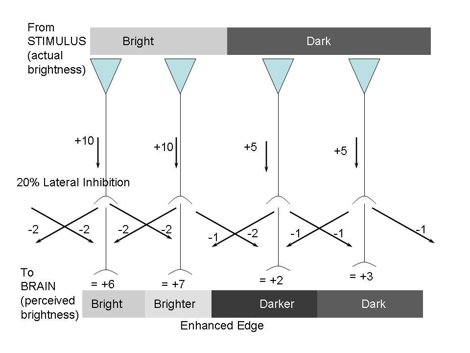 Lateral Inhibition