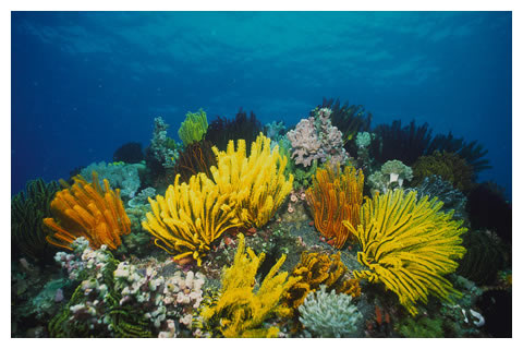 picture of Coral Reef