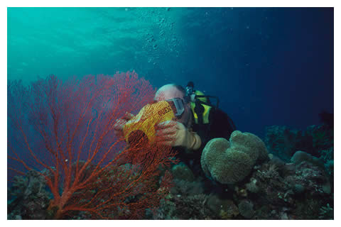 picture of diver